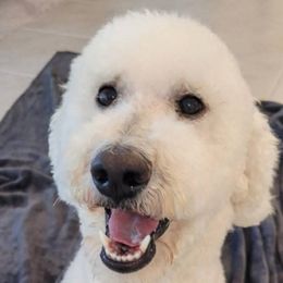 Goldendoodles from Lincoln Goldendoodles