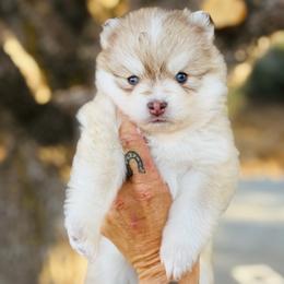 Girl 1 - Red and white female Pomsky puppy in Yavapai County, Arizona from Pawsh Pomskies