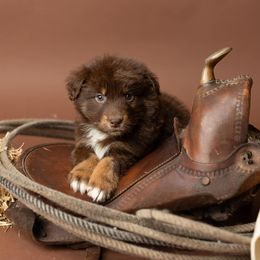 Australian Shepherd Puppies from Morton’s Farm