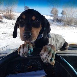 Catahoula Leopard Dog Puppies from ZM Catahoulas
