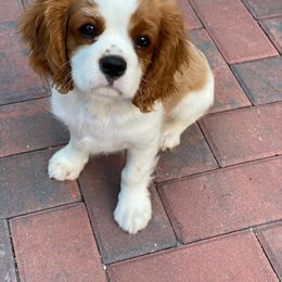 Cavalier King Charles Spaniel Puppies from Faithful Friends Cavaliers