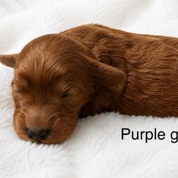 Purple collar girl - Red  female Goldendoodle puppy in Vian, Oklahoma from Dog Days Doodles