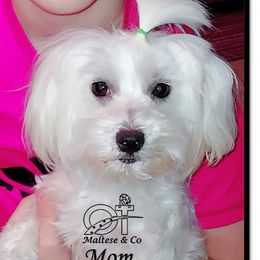 Tessa - Maltese