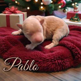 Pablo - Wheaten male Miniature Schnauzer puppy in Clemmons, North Carolina from Schnauzer Snobs