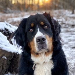 Nala - Bernese Mountain Dog