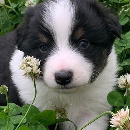 Australian Shepherds from Paradise Acres Aussies and Livestock