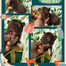 Hickory - Red and white male Siberian Husky puppy in Florence, Kentucky from Moonlight Howl Huskies