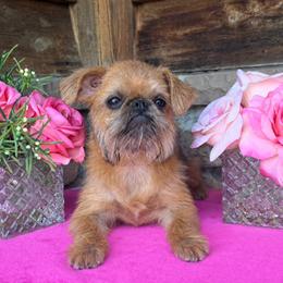 Pretty Girl 1 - Red female Brussels Griffon puppy in Haymarket, Virginia from JOVAL Brussels Griffons
