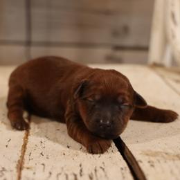 Missy - Red female Whoodle puppy in West Bend, Iowa from Blue Skies Terriers
