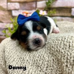 Danny - Black tan and white Biewer Terrier puppy in Winslow, Arkansas from Morning Glory Puppies