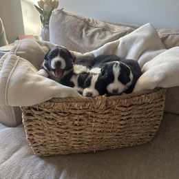 Australian Shepherd Puppies from Drummond Aussies