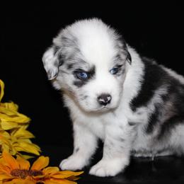 Australian Shepherd and Miniature Schnauzer Puppies from RM Aussies and Miniature Schnauzers