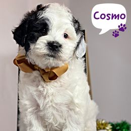 Australian Labradoodle Puppies from Happy Tails Labradoodles