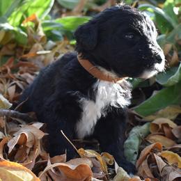 Brown Collar Male - Black and white male Aussiedoodle puppy in Parma, Idaho from Arena Valley Acres