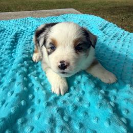 Girl 1 - Blue merle female Miniature Australian Shepherd puppy in Graham, North Carolina from Thompson Farm Mini Aussies