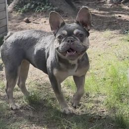 Kiki - French Bulldog
