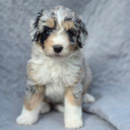 Skye - Merle female Bernedoodle puppy in Shelton, Washington from NW Bernedoodles of Washington