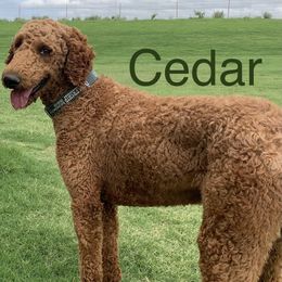 CEDAR - Poodle