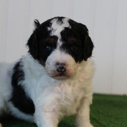 Flint - Black and white male Bernedoodle puppy in Springtown, Texas from North Texas Puppies