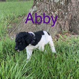 Double Doodle Puppies from Little Muddy Doodles