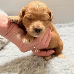 Celeste (Pink collar) - Apricot female Goldendoodle puppy in Twin Falls, Idaho from Magic Valley Family Doodles