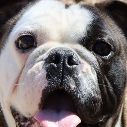 Boston Terriers, Bulldogs, and French Bulldogs from JP Ranch Bulldogs