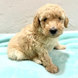 Apricot male - Apricot male Poodle puppy in Williston, Florida from JD French Bulldogs, Mini Poodles, and Border Collies
