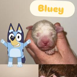 BLUEY - Cream male Goldendoodle puppy in Etna, California from SRS Goldendoodles