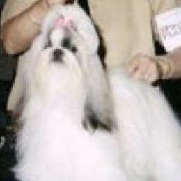 Shih Tzus from Madrigal Shih Tzu