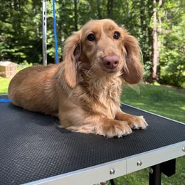 Marley - Dachshund