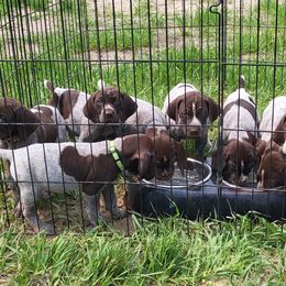 German Shorthaired Pointers from Heartland Kennels