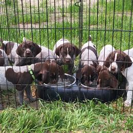 German Shorthaired Pointers from Heartland Kennels