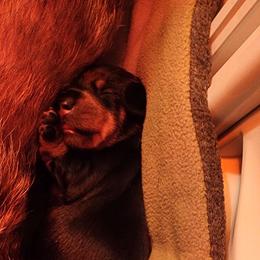Black Tan 2 - Black and tan female Dachshund puppy in Onalaska, Washington from Divine Teckel Tails