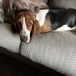 Basset Hound and Labrador Retriever Puppies from Porter Kennels