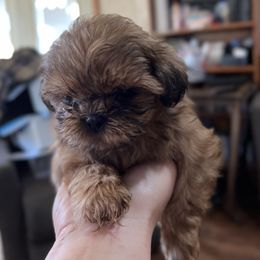 Shih Tzu Puppies from Tammy’s Shih-Tzu Love Jones