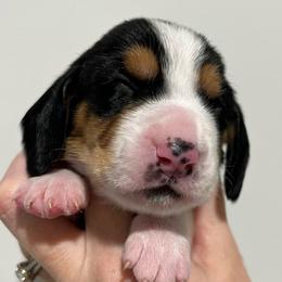 Gummy Bear (yellow) - Brown black and white female Basset Hound puppy in Kingsport, Tennessee from Bear’s Bassets