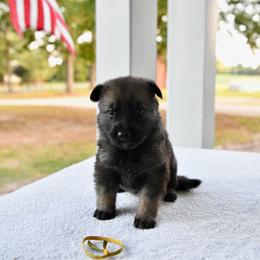 Yellow - Sable female German Shepherd puppy in Louisburg, North Carolina from C6 Ranch & Shepherds