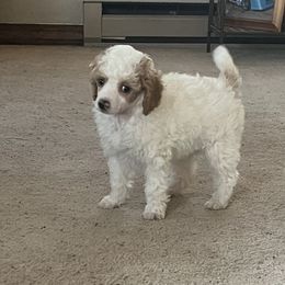 Poodle Puppies from Eagleridge Mini Poodles