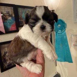 AKC Mochi - Champion Bloodline - Tricolor female Shih Tzu puppy in Long Beach, California from Prieto Shih-Tzu's