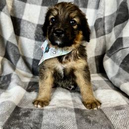 Anita - Tri-color female Bernedoodle puppy in Lowell, Arkansas from Sunny Sky Doodles