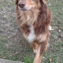Australian Shepherds from M&J Aussies