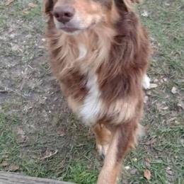 Australian Shepherds from M&J Aussies