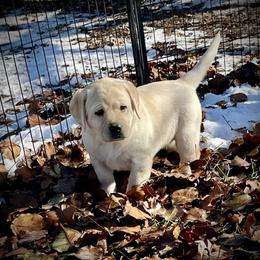 Labrador Retriever Puppies from Heather Luis