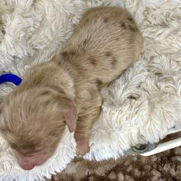 Rowan - Dapple male Dachshund puppy in Atwood, Oklahoma from Holder’s Doxie Farm
