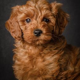 Goldendoodle Puppies from Beck Kennel