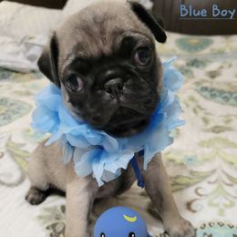 BLUE BOY 1 - Fawn male Pug puppy in Weirsdale, Florida from Splash of Color Pug's