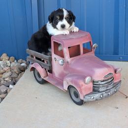 Solo - Black tri male Miniature Australian Shepherd puppy in Lufkin, Texas from Texas Lil Cowdogs