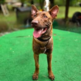 Choco - Gold brindle male Dutch Shepherd puppy in Signal Mountain, Tennessee from Torgun Police Dogs