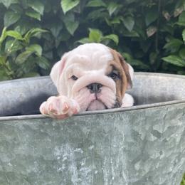 Bulldog Puppies from Semper Fi Bulldogs