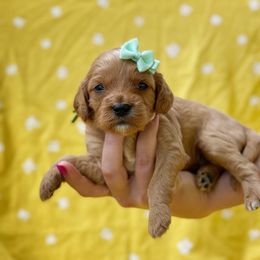 Cavalier King Charles Spaniel, Cavapoo, and Poodle Puppies from Red Skye Cavaliers and Cavapoos